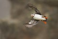 Close-up of Atlantic puffin in flight Royalty Free Stock Photo