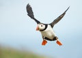 Close up of Atlantic puffin in flight Royalty Free Stock Photo