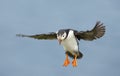 Close up of Atlantic puffin in flight Royalty Free Stock Photo