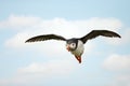 Close-up of Atlantic puffin in flight Royalty Free Stock Photo