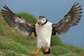 Close up of an Atlantic puffin in flight Royalty Free Stock Photo