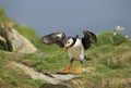 Close up of an Atlantic puffin in flight Royalty Free Stock Photo