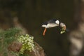 Close-up of an Atlantic Puffin jumping off a cliff with flowers in its beak Royalty Free Stock Photo