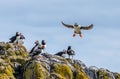 Close-up of an Atlantic puffin landing on a rocky outcrop with a flock of puffins standing on it Royalty Free Stock Photo