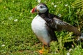 Close-up of an Atlantic Puffin in long grass Royalty Free Stock Photo