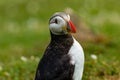 Close-up of an Atlantic Puffin in long grass Royalty Free Stock Photo