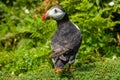Close-up of an Atlantic Puffin in long grass Royalty Free Stock Photo