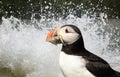 Close up of Atlantic puffin with sand eels in the beak against splashing water Royalty Free Stock Photo