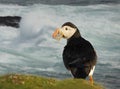 Close up of Atlantic puffin with sand eels Royalty Free Stock Photo