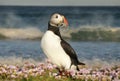 Close up of Atlantic puffin with sand eels in pink sea thrift flowers Royalty Free Stock Photo