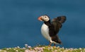 Close up of Atlantic puffin stretching wings Royalty Free Stock Photo