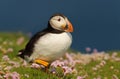 Close-up of Atlantic puffin walking