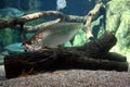 Atlantic Tarpon (Megalops atlanticus) swimming in the clean aquarium. Tarpons are fish of the genus Megalops. Royalty Free Stock Photo