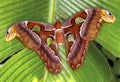 Close up of atlas moth on green leaf