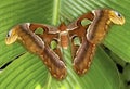 Close up of atlas moth Royalty Free Stock Photo