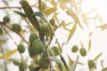 Close up of an Atmospheric image of green Olives hanging Royalty Free Stock Photo