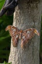 Close Up Of A Attacus Atlas Also Called Atlas Moth Royalty Free Stock Photo