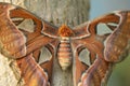Close Up Of A Attacus Atlas Also Called Atlas Moth Royalty Free Stock Photo