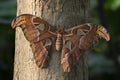 Close Up Of A Attacus Atlas Also Called Atlas Moth