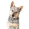 Close-Up Attentive Cattle Dog Tilting Head