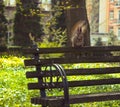 Close up attentive squirrel sitting on back bench concept photo