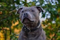 Close-up of Attentive Staffordshire Bull Terrier