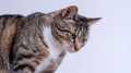Close-up of attentive tabby cat with striped fur and curious expression Royalty Free Stock Photo