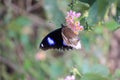 Close up of an attractive butterfly on a flower executing the pollen process. Wing texture is very rare and different.