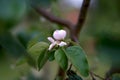 Close up of attractive delicate pale pink squince