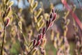 Flower of Salix gracilistyla `Mount Aso` plant, furry pink catkins which blossom in winter. Photographed at RHS Wisley, Surrey UK.