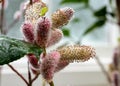 Close up of the attractive flower of Salix gracilistyla `Mount Aso` plant, furry pink catkins which typically blossom in winter