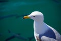 Close-up of Audouin's Gull or Corsican Gull next to group of Liza fish in the harbor