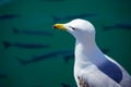 Close-up of Audouin's Gull or Corsican Gull next to group of Liza fish in the harbor