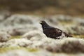 Close up of an Augur buzzard, Bale mountains Royalty Free Stock Photo