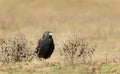 Close up of an Augur buzzard in a field Royalty Free Stock Photo