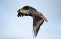 Close up of an Augur buzzard in flight Royalty Free Stock Photo