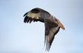Close up of an Augur buzzard in flight