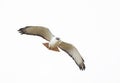 Close up of an Augur buzzard in flight