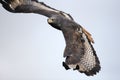 Close up of an Augur buzzard in flight