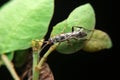 Close-up auplopus mellipes, spider wasp