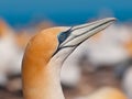 Close up of an australasian gannet