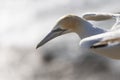 Close up of australasian gannet in flight looking for its nest at the muriwai colony Royalty Free Stock Photo