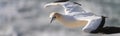 Close up of australasian gannet in flight looking for its nest at the muriwai colony Royalty Free Stock Photo