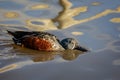 Close up of an Australasian Shoveler Duck sifting for food