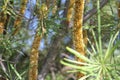 Close up of Australian Banksia Native Tree