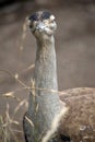 this is a close up of an Australian bustard