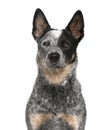 Close-up of an Australian Cattle Dog