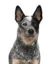 Close-up of an Australian Cattle Dog