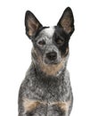 Close-up of an Australian Cattle Dog