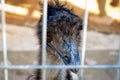Cyprus-Larnaca . Close-up of Australian  Emu ostrich head in zoo park  cage Royalty Free Stock Photo